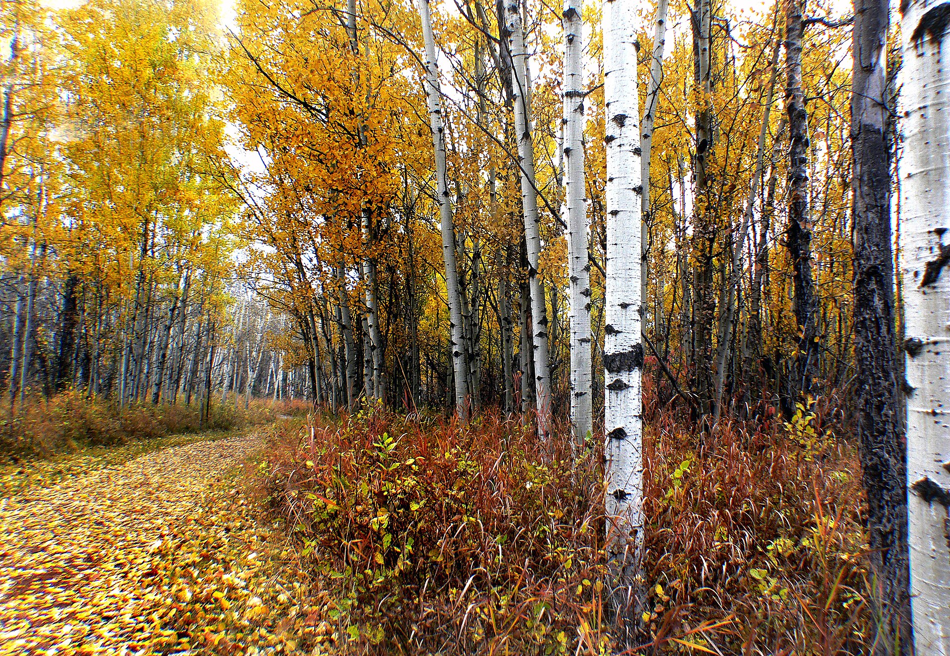 Golden aspens along a trail in Fish Creek Provincial Park
